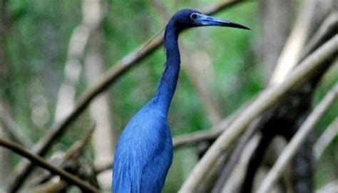 Caroni Bird Sanctuary in Trinidad and Tobago