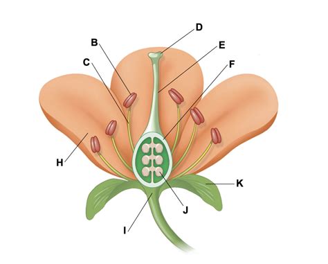 Flower anatomy Diagram | Quizlet