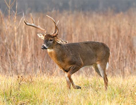 Characteristics of Whitetail Deer Antlers | Mossy Oak Gamekeeper
