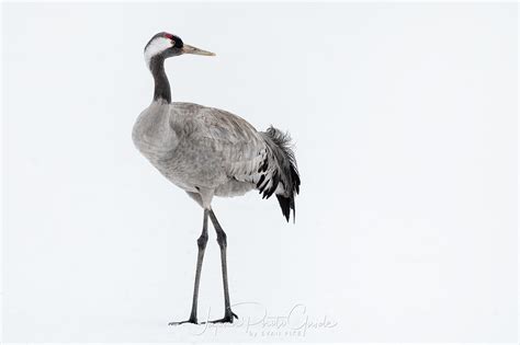 2018 Winter Wildlife Tour of Japan | Japanese Red Crowned Cranes ...