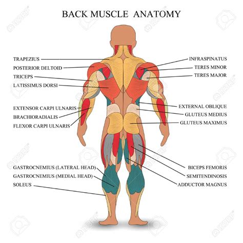 Anatomy Of Human Muscles In The Back, A ... | Anatomia dos músculos humano, Anatomia muscular ...