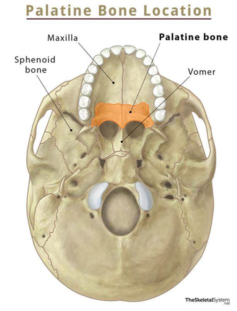 Palatine Surface Of Palatine Bone E-Anatomy IMAIOS