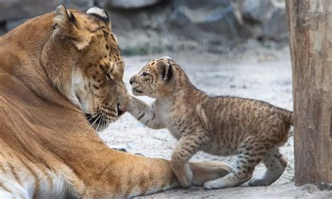 20 Amazing Liger Facts [Lion-Tiger hybrids] - Our Planet