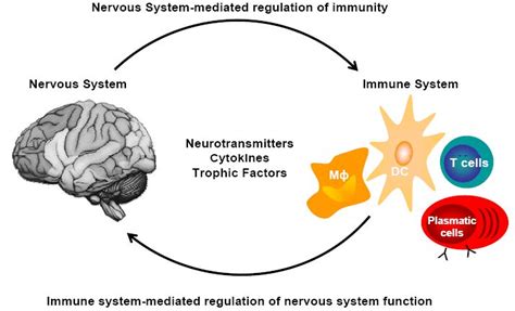 Cells, Molecules and Mechanisms Involved in the Neuro-Immune ...