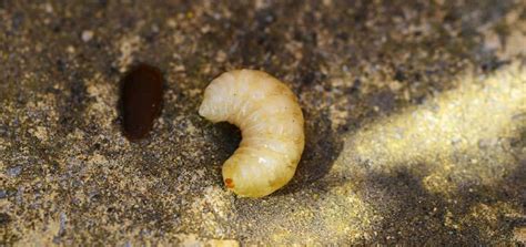 Bee Larvae: Appearance and Behavior | BeehiveHero