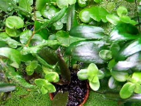 Cryptocoryne Emersed setup - YouTube