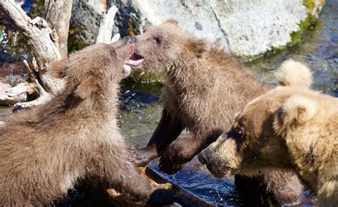 Katmai National Park | Framing Horizons