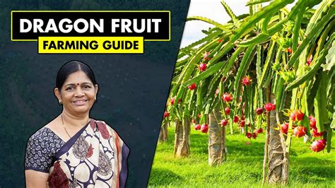 Dragon Fruit Farming Guide | How to grow Dragon Fruit Plant - YouTube