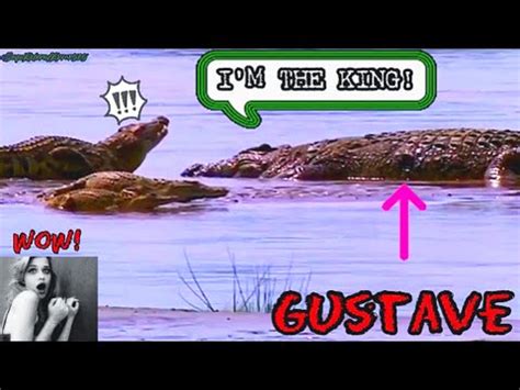 Gustave: The Mightiest Nile Crocodile! - YouTube