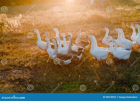 Flock of Geese Grazing on Grass in Summer Field at Sunset Stock Photo - Image of domestic, geese ...