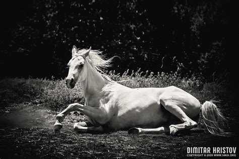 White Horse Laying Down - 54ka [photo blog]