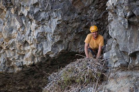 Alasdair Turner Photography: Golden Eagle Nest Work