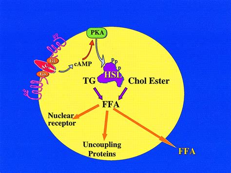 Another hormone-sensitive triglyceride lipase in fat cells? | PNAS