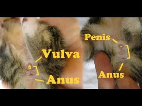 How to determine the gender of the kittens? - YouTube