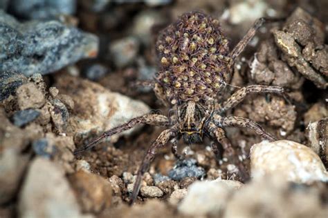 Female Wolf Spider with Babies Stock Image - Image of closeup, predator: 145200883