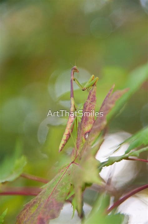 ""Autumn Camouflage" - praying mantis" by ArtThatSmiles | Redbubble