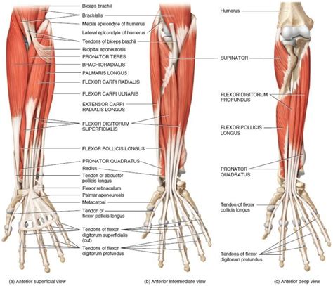 Forearm Muscles: Origin, Insertion, Nerve Supply & Action » How To ...