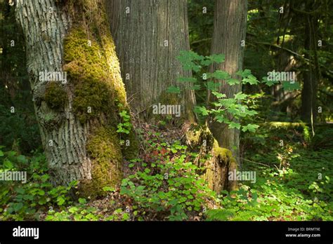 In the Black Canyon campground on State Hwy 58 near Oakridge, Oregon ...