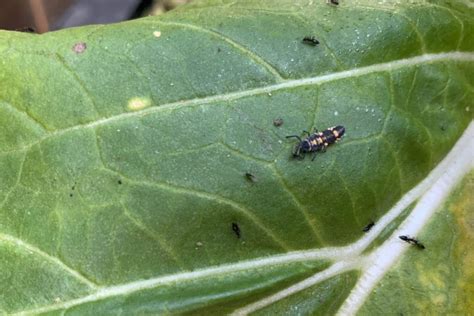 Aphids, how to manage aphids in the garden organically – Love of Dirt