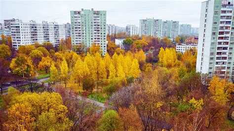 The Benefits Of Urban Forestry Explained — Rapid Reforest Campaign