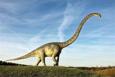 Diplodocus ~ Everything You Need to Know with Photos | Videos