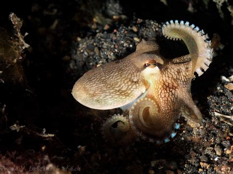 Hello, my name is Coconut Octopus (Amphioctopus marginatus) and I think that staying at home is ...