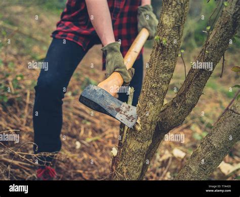 Cutting tree with axe hi-res stock photography and images - Alamy