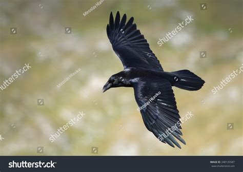 11,586 Black raven flying Images, Stock Photos & Vectors | Shutterstock