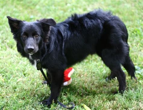 black border collie dogs | ... dog questions (border collie, vet ...