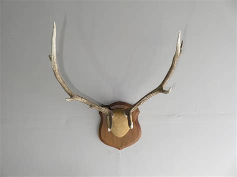 Rocky Mountain Elk Antlers on Plaque for sale. E-115A – Mounts For Sale