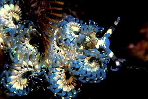 The coolest sea slug in the world! - Invertebrate Forum | Beautiful sea creatures, Sea slug ...