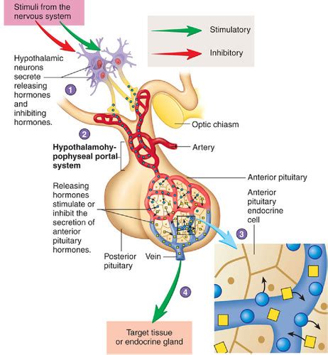 Releasing and Inhibiting Hormones Flashcards | Quizlet