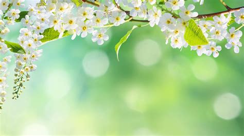 Closeup Photo Of White Cherry Blossoms Flowers In Blur Background 4K HD Nature Wallpapers | HD ...