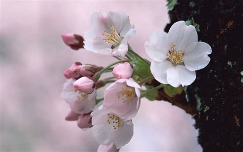 White Cherry Blossom flower at tree HD wallpaper | Wallpaper Flare