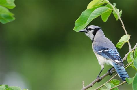 Birds In Georgia: 25 Amazing Species To Look Out For In This State