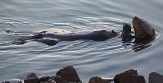 Southern Sea Otter, Enhydra lutris nereis | Monterey Bay, CA… | Flickr