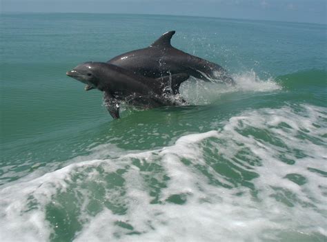 Harbor Porpoise | The Biggest Animals Kingdom