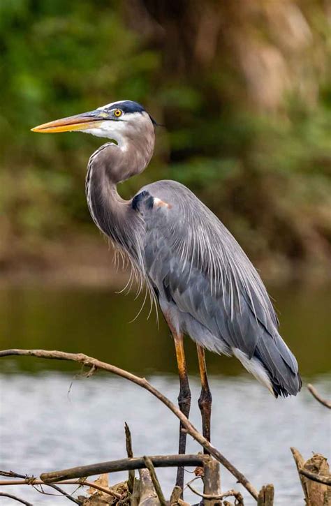 Birds to look out for in your garden part 1 | Dairy Diary Chat