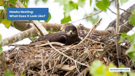 Hawks Nesting: What Does It Look Like?