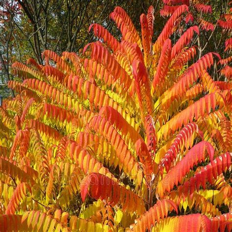 Flameleaf Sumac Tree rhus Lanceolata Seeds - Etsy