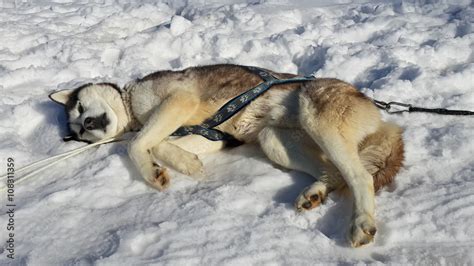 Husky dog sleeping in the snow Stock Photo | Adobe Stock