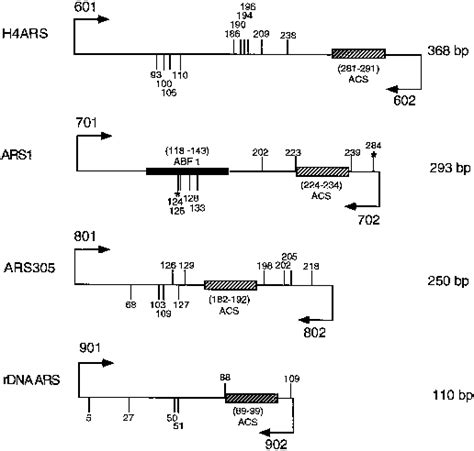 Fine structure mapping of polyadenylation sites. The exact position of... | Download Scientific ...