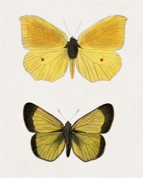 Different types of moths illustrated by Charl.. | Free public domain illustration - 323792