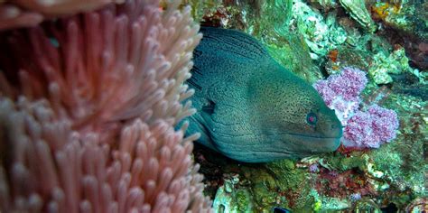 Khao Lak Diving photos 2 - Khao Lak Scuba Diving | Dive safaris Similan ...