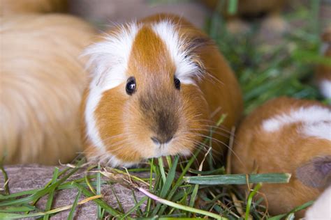 Guinea Pig (Cuy) | Yes, Guinea Pigs are a delicacy in Peru. … | Flickr