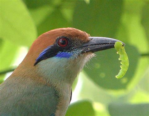 Russet-Crowned Motmot | Where the Rare Wood Still Grows