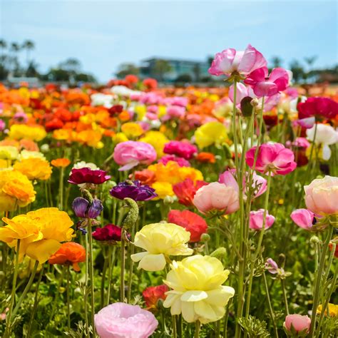 Flower Fields Carlsbad Ca Hours | Best Flower Site