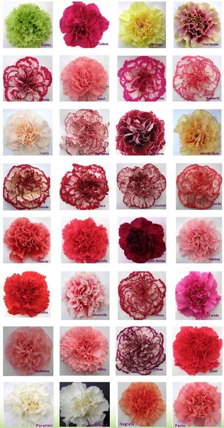 Carnation Color Guide | Carnation colors, Carnation flower, Carnation ...