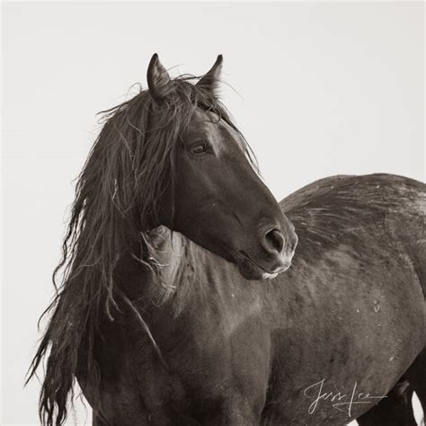 fine art horse photography for sale - Seth Feliu