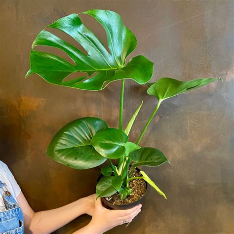 Monstera deliciosa - grow urban.